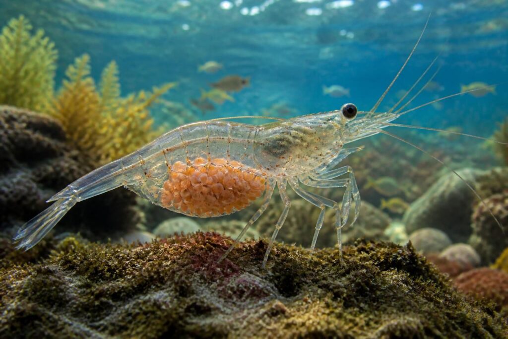 découvrez les bienfaits et les risques de la consommation de crevettes pendant la grossesse, ainsi que des conseils nutritionnels pour une alimentation saine et sécurisée.